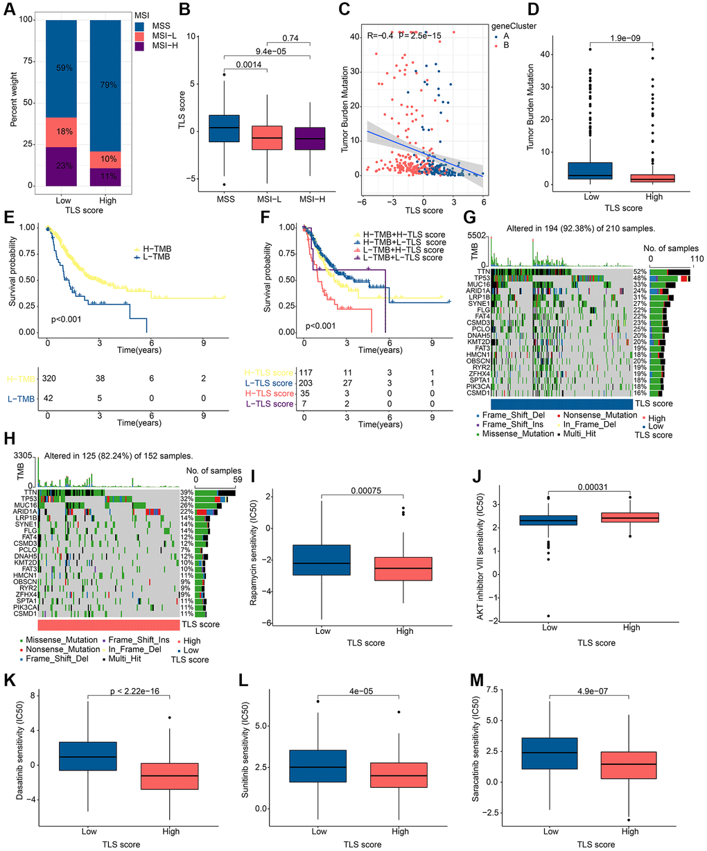 Results of tumor mutation landscape and drug sensitivity analysis in different TLS score groups. (A) MSI results in different TLS score groups. (B) Correlation results of MSI and TLS score. (C) Correlation results of TMB and TLS score. (D) Distribution of TMB in different TLS score groups. (E) KM curves of patients with different TMB. (F) KM curves of patients with different TMB and different TLS scores. (G) Somatic mutation analysis results in low TLS scores. (H) Somatic mutation analysis results in high TLS scores. (I–M) Drug sensitivity analysis results in different TLS score groups. *p **p ***p 