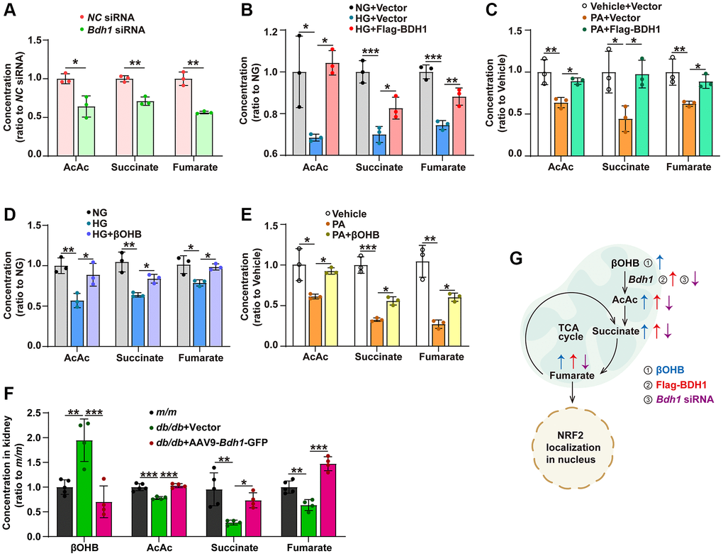 BDH1-mediated βOHB metabolism promotes fumarate production through the AcAc–succinate–fumarate metabolic pathway. (A) Concentrations of AcAc, succinate, and fumarate in HK-2 cells transfected with NC siRNA or Bdh1 siRNA. (B, C) Concentrations of AcAc, succinate, and fumarate in BDH1-overexpressed HK-2 cells stimulated with HG (B) or PA (C). (D, E) Concentrations of AcAc, succinate, and fumarate in βOHB-supplemented HK-2 cells stimulated with HG (D) or PA (E). (F) Concentrations of βOHB, AcAc, succinate, and fumarate in the kidneys of indicated groups (n = 5 in m/m group, n = 4 in vector, and AAV-Bdh1-GFP injected db/db group). (G) Scheme showing the BDH1-regulated metabolic flux composed of βOHB–AcAc–succinate–fumarate. All results are representative of three independent experiments. Values are presented as mean ± standard deviation. Abbreviations: BDH1: β-hydroxybutyrate dehydrogenase 1; βOHB: β-hydroxybutyrate; AcAc: acetoacetate; TCA: tricarboxylic acid; HG: high glucose; PA: palmitic acid; βOHB: β-hydroxybutyrate; AcAc: acetoacetate. *P **P ***P 