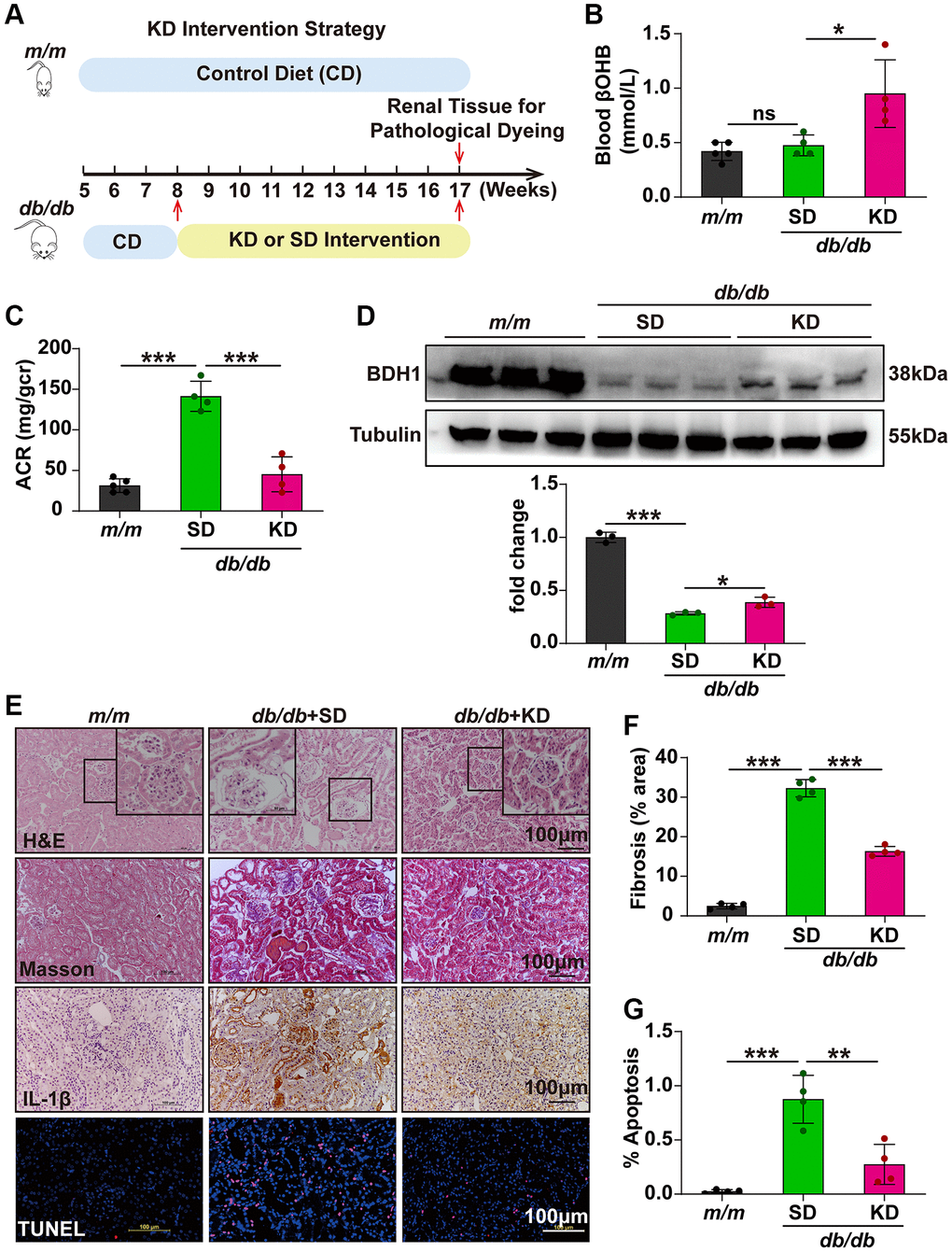 Ketogenic diet alleviates the progression of DKD. (A) Schematic diagram illustrating the animal experimental design. During the experiment, m/m mice were fed with CD, while db/db mice were fed with SD or KD starting at eight-week-old. Mice were euthanized at nine weeks after KD intervention. A schematic representation of the KD intervention strategy in db/db mice. (B) Blood level of βOHB in mice from indicated groups (n = 5 in m/m group; n = 4 in SD and KD groups). (C) Urinary ACR values of mice in indicated groups (n = 5 in m/m group; n = 4 in SD and KD groups). (D) Representative WB image showing the protein level of BDH1 in the kidneys of indicated groups. (E) Representative photomicrographs of H&E, Masson, IHC (IL-1β), and TUNEL staining showing the pathological changes in the kidneys of indicated groups. (F) Quantification of the fibrosis area in the kidneys of indicated groups (n = 4 per group). (G) Quantification of apoptosis-positive cells in the kidneys of indicated groups (n = 4 per group). All results are representative of three independent experiments. Values are presented as mean ± standard deviation. Bar: 100 μm in E. Abbreviations: ACR: albumin-to-creatinine ratio; SD: standard diet; KD: ketogenic diet; DKD: diabetic kidney disease; BDH1: β-hydroxybutyrate dehydrogenase 1; βOHB: β-hydroxybutyrate; WB: western blot; H&E: hematoxylin and eosin; IHC: immunohistochemistry. *P **P ***P 