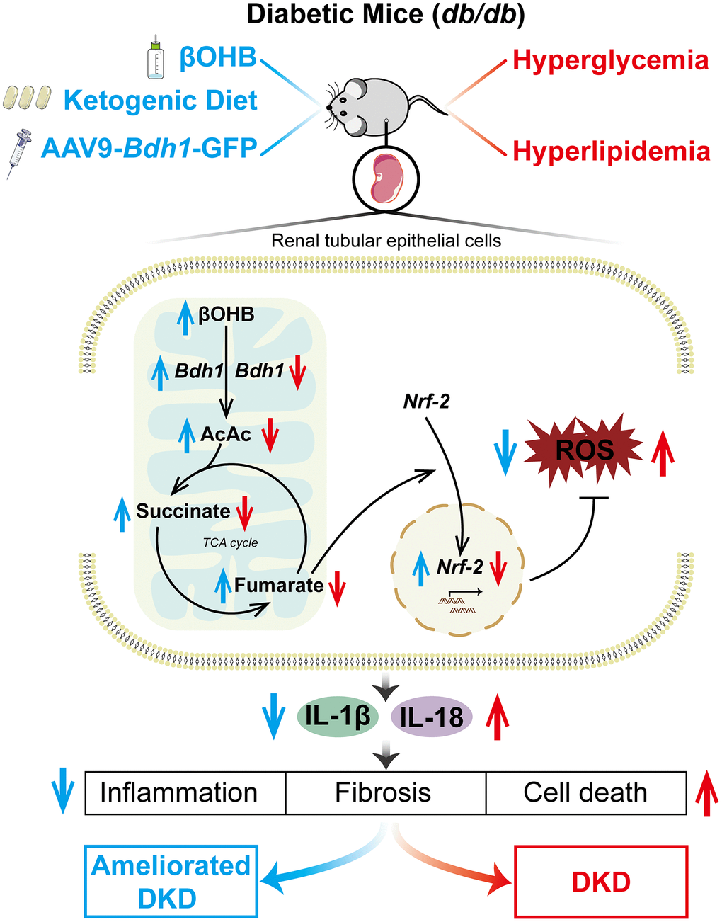 Schematic diagram depicting the mechanism by which BDH1-mediated βOHB metabolism ameliorates DKD. Abbreviations: BDH1: β-hydroxybutyrate dehydrogenase 1; βOHB: β-hydroxybutyrate; DKD: diabetic kidney disease.