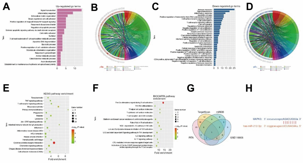 The DEGs obtained in GSE11886 were analyzed by GO and KEGG enrichment analyses. The corresponding DEGs at the BP level were analyzed using the DAVID online database tool to integrate the GO terminology, and a BP network of DEGs was created. The up-regulation pathway diagram of GO pathway of DEGs (A, B) was graphed using the R language, and the up-regulated pathways such as inflammatory response, negative regulation of apoptotic process, and innate immune response were obtained. The down-regulation pathway diagram (C, D) was graphed, and it was found that the down-regulation pathways such as protein phosphorylation, positive regulation of GTPase activity, and rRNA processing were the enrichment pathways of AS. The DEGs were utilized to analyze the KEGG pathway and a KEGG pathway diagram was drawn (E), from which the ERK pathway and other pathways were obtained. Besides, the BioCarta pathway was analyzed, and its pathway diagram was graphed (F). The miRNA candidate target genes were predicted using the online tools TargetScan, miRDB, and PITA. Based on these candidate target genes and the DEGs in GSE118806, a Venn diagram was drawn with the VennDiagram package to obtain the intersection and find the common binding miR-212-3p (G). The binding sites between mRNA and miRNA were plotted according to the gene prediction results (H). All genes were subjected to GSEA using the GSEA tool (http://www.gsea-msigdb.org/). DEGs, differentially expressed genes; BP, biological process; DAVID, Database for Annotation, Visualization, and Integrated Discovery; GO, Gene Ontology; KEGG, Kyoto Encyclopedia of Genes and Genomes; AS, ankylosing spondylitis; ERK, extracellular-signal-regulated kinase; mRNA, messenger RNA; miRNA, microRNA; GSEA, Gene Set Enrichment Analysis.