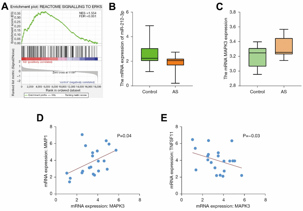 The GSEA pathway map was graphed. The results of GSEA manifested that the ERK pathway and other pathways were the enrichment pathways (A). The content of genes in different groups was subjected to statistical analysis. miR-212 was lowly expressed in the disease group and highly expressed in the control group (B). MAPK3 was highly expressed in the disease group (C). The results of correlation analysis revealed that MAPK3 was correlated with MMP (D) and TNFSF1 (E). GSEA, Gene Set Enrichment Analysis; ERK, extracellular-signal-regulated kinase; MAPK, mitogen-activated protein kinase; MMP, matrix metalloproteinase; TNFSF1, tumor necrosis factor ligand superfamily member 1.