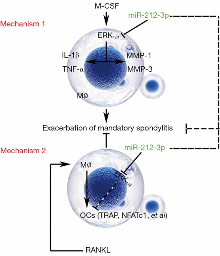 Regulatory mechanisms of miR-212-3p on the secretion of inflammatory factors in monocyte-macrophages and the directed differentiation into OCs in AS. Mechanism 1: miR-212-3p inhibits the protein expressions of MMP-1, MMP-3, IL-1β and TNF-α through suppressing the activation of p-ERK1/2, thereby preventing the aggregation of macrophages and the secretion of inflammatory factors in AS. Mechanism 2: miR-212-3p mimic promotes the directed differentiation of monocyte-macrophages into OCs in AS through inhibiting p-ERK1/2 (RANKL: It induces the differentiation of monocyte-macrophages into OCs). M-CSF, macrophage colony stimulating factor; ERK, extracellular signal-regulated kinase; MMP, matrix metalloproteinase; IL-1β, interleukin-1β; TNF-α, tumor necrosis factor-α; OCs, osteoclasts; AS, ankylosing spondylitis; TRAP, tartrate-resistant acid phosphatase; NFATC1, nuclear factor of activated T cell 1; RANKL, receptor activator of nuclear factor-κB ligand.