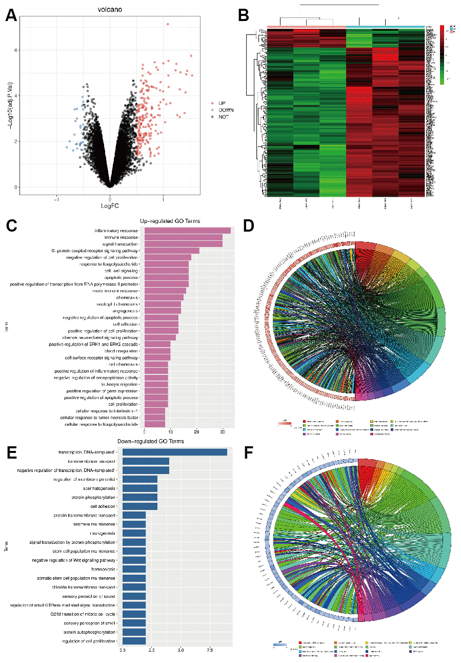 (A) GSE24265 differential gene volcano map; (B) GSE24265 differential gene cluster analysis heat map; (C, D) GO enrichment analysis of the up-regulated pathway; (E, F) GO enrichment analysis of down-regulated pathway.