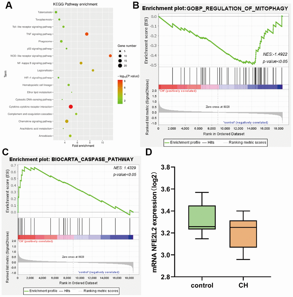 (A) KEGG pathway enrichment analysis; (B, C) GSEA gene enrichment analysis; (D) The expression analysis of Nrf2.