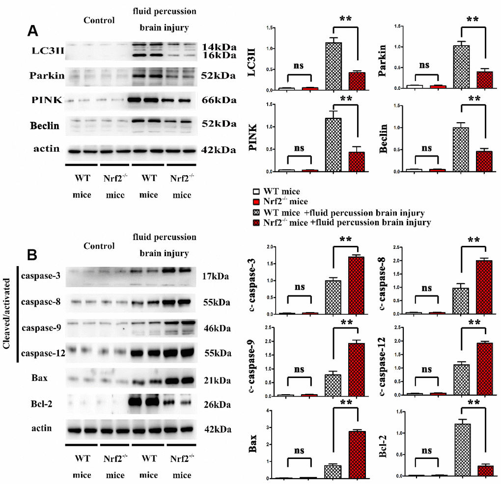 (A, B) Effects of Nrf2 knockout on mitophagy and apoptosis induced by fluid percussion brain injury in vivo.