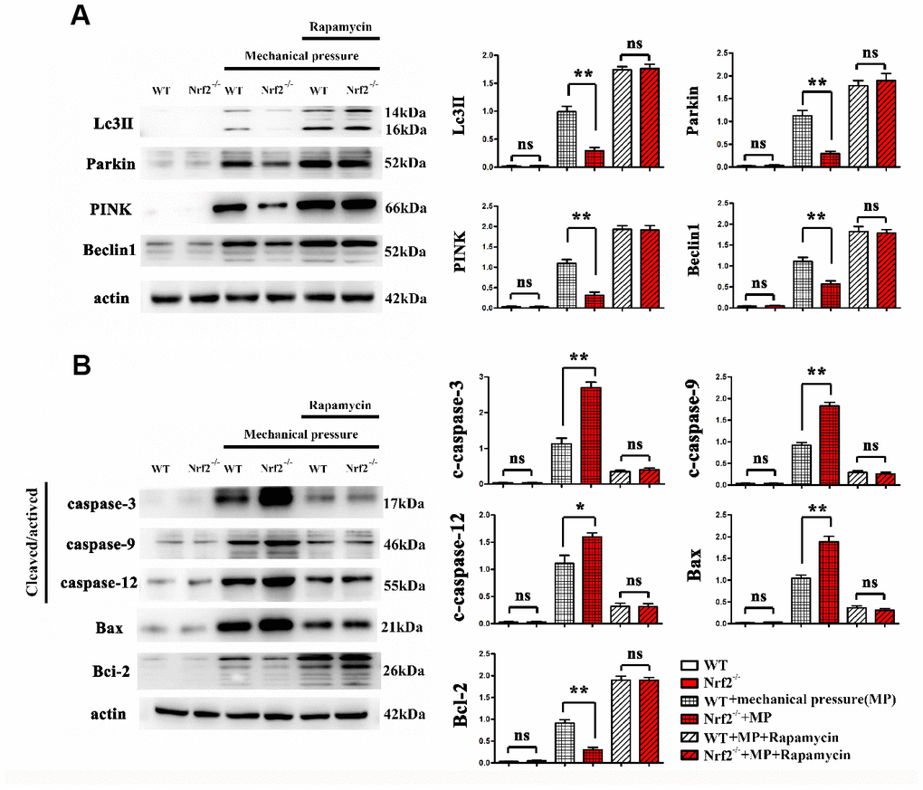 (A, B) Effects of Nrf2 knockout on mitophagy and apoptosis induced by mechanical pressure in glial cells.