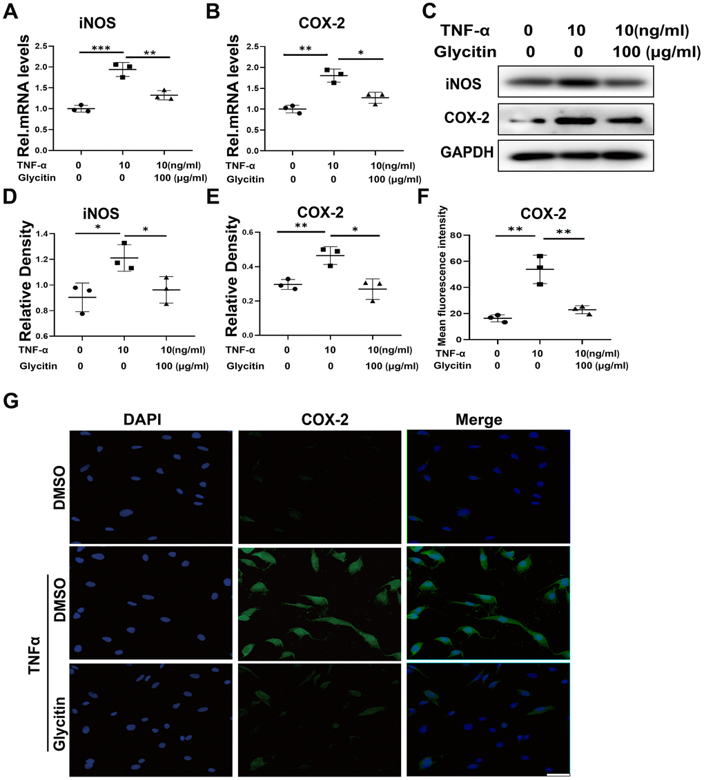 Glycitin alleviated the TNF-α-induced inflammatory response. (A, B) Transcriptional and (C) protein levels of iNOS and COX-2 in human primary nucleus pulposus cells as determined by RT-PCR and Western blotting. (D, E) Quantitative analysis of immunoblotting in (C), assayed by ImageJ program. (F, G) IF staining of COX-2, fluorescence intensity analysis was performed using ImageJ program. Scale bar: 100 μm. The values represent the mean ± SD of three independent experiments. *p 