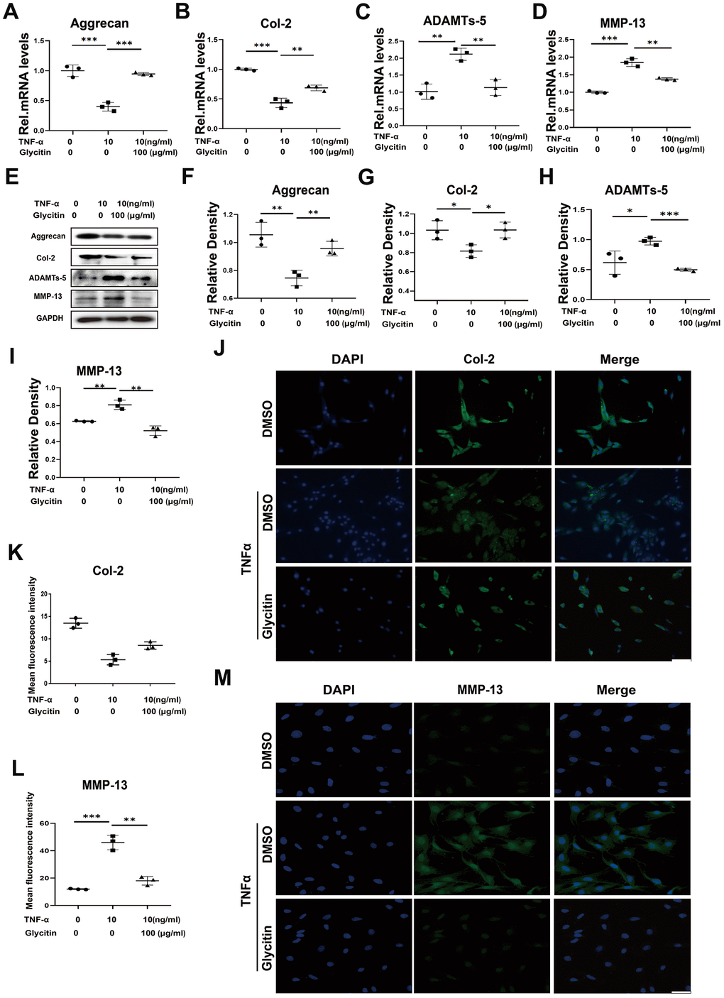 Glycitin restrained ECM metabolism and alleviated. (A–D) Transcriptional and (E) protein levels of Aggrecan, Col-2, ADAMTs-5 and MMP-13 in cells as determined by RT-PCR and WB method. (F–I) Quantitative analysis of immunoblotting in (E), assayed by ImageJ program. (J–M) IF staining of COX-2, fluorescence intensity analysis was performed using ImageJ program. Scale bar: 100 μm. The values represent the mean ± SD of three independent experiments. *p 