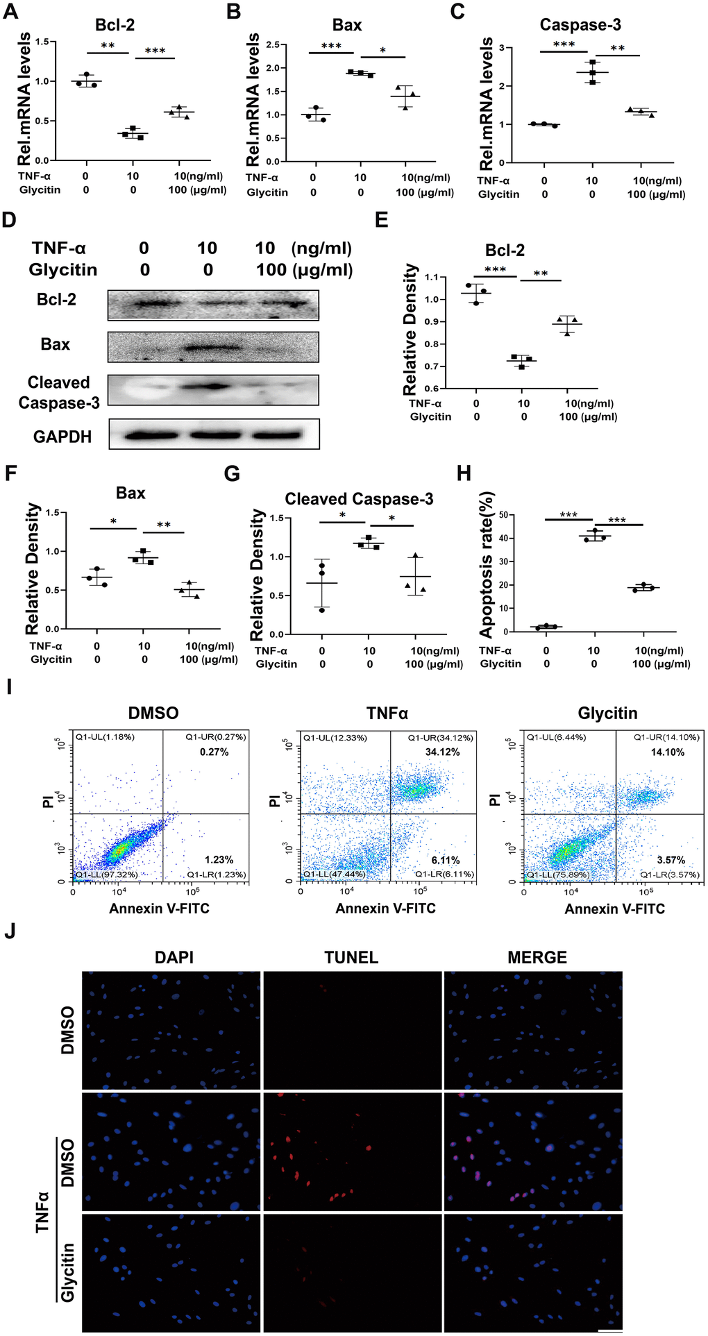 Glycitin alleviated the TNF-α-induced HNPCs apoptosis. (A–C) Transcriptional and (D) protein levels of Bcl-2, Bax and Cleaved Caspase-3 in human primary nucleus pulposus cells as determined by RT-PCR and WB method. (E–G) Quantitative analysis of immunoblotting in (D), assayed by ImageJ program. (H, I) Quantification of NP cell apoptosis by flow cytometry. (J) TUNEL staining of the human NP cells of every group (n=3). Nuclei were stained with DAPI. Scale bar, 100 μm. The values shown represent the mean ± SD of three independent experiments. *p 