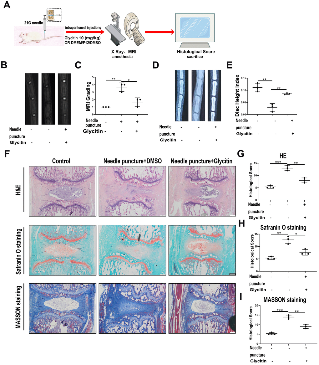 Glycitin alleviated the degeneration of IVD in rats in vivo. (A) Schematic diagram of needle puncture model of rat. (B, C) MRI image was used to assess the signal strength of IVDD in rats from every group (n = 3). (D, E) X-ray was applied to evaluate the height of the intervertebral space in rats from each group (n = 3). (F–I) HE, Safranin-O and Masson staining were conducted to evaluate the IVDs in rats from every group (n=3). Histological score was obtained from staining data. Scale bar: 100 μm. The values represent the mean ± SD of three independent experiments. *p 