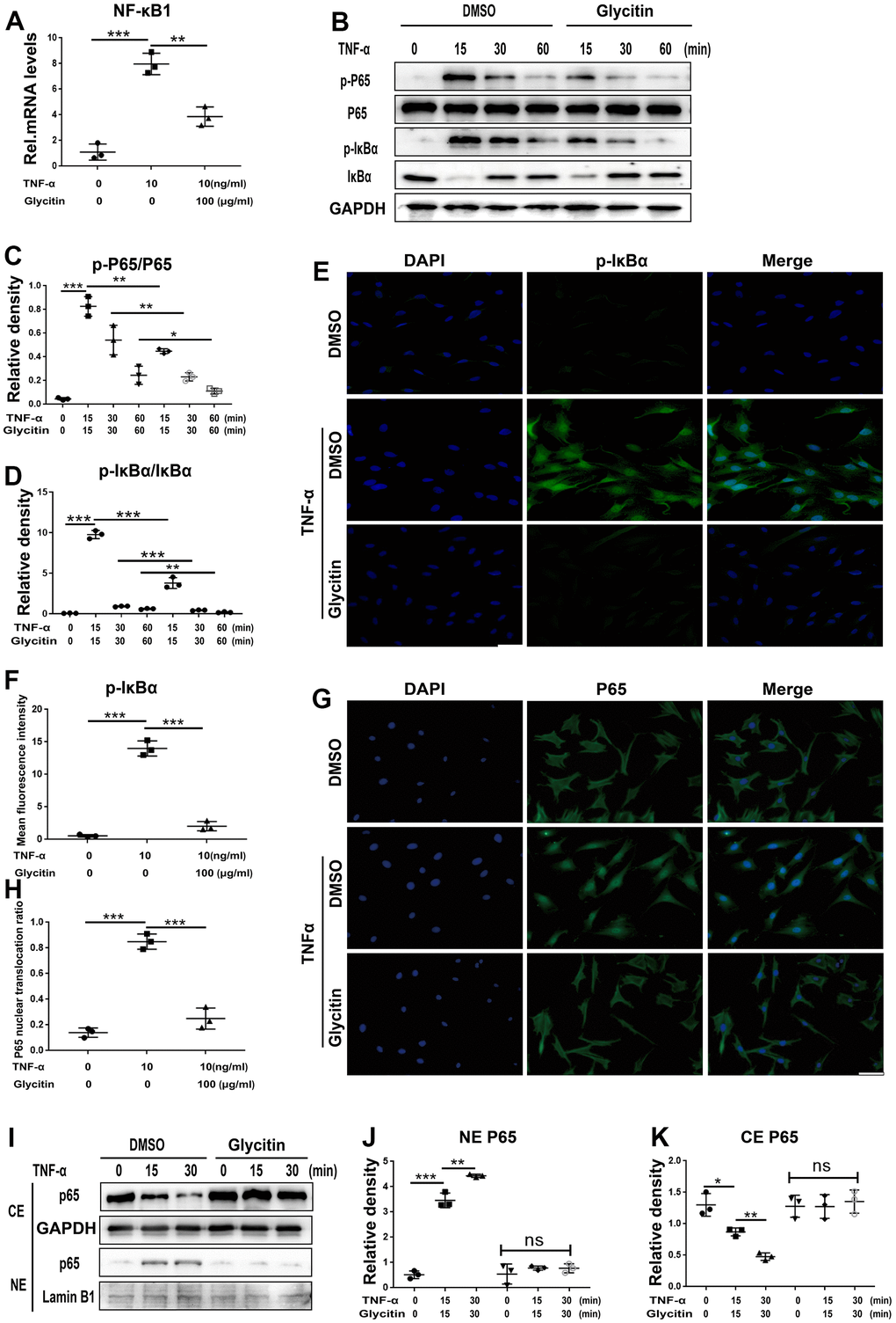 Glycitin antagonized the activation of the NF-κB signaling pathway. (A) The NF-κB1 level was assayed via RT-PCR. (B–D) Protein levels of pIκBα and p-P65 were tested by WB method using image J. (E, F) Immunofluorescence to detect pIκBα in HNPCs of each indicated group (n=3). Scale bar, 100 μm. (G, H) The HNPCs were treated with or without Glycitin (100 μg/ml) for 12 hours, and then adding TNF-α (10 ng/mL) for 6 h. Immunofluorescence cell staining was applied to determine the p65 location. Scale bar: 100 μm. (I–K) Nuclear translocation of p65 were determined by WB analysis using ImageJ. The values represent the mean ± SD of three independent experiments. *p 