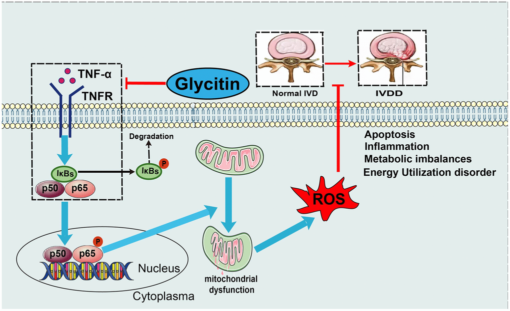 Model diagram. A proposed model for depicting the function of Glycitin in IVDD.