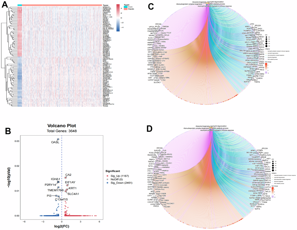 Identification of differently expressed genes associated with sepsis. (A) Heatmap of top 100 differently expressed genes. (B) Volcano plot of 3,648 differently expressed genes. (C) GO functional enrichment of differently expressed genes between normal control and sepsis. (D) KEGG functional enrichment of differently expressed genes between normal control and sepsis.