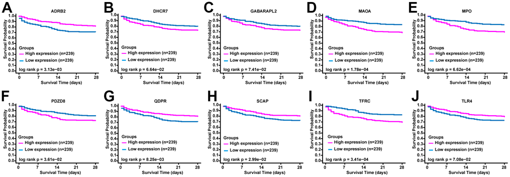 The prognostic value of ERGs expression in sepsis. KM survival curves of (A) ADRB2, (B) DHCR7, (C) GABARAPL2, (D) MAOA, (E) MPO, (F) PDZD8, (G) QDPR, (H) SCAP, (I) TFRC, and (J) TLR4.