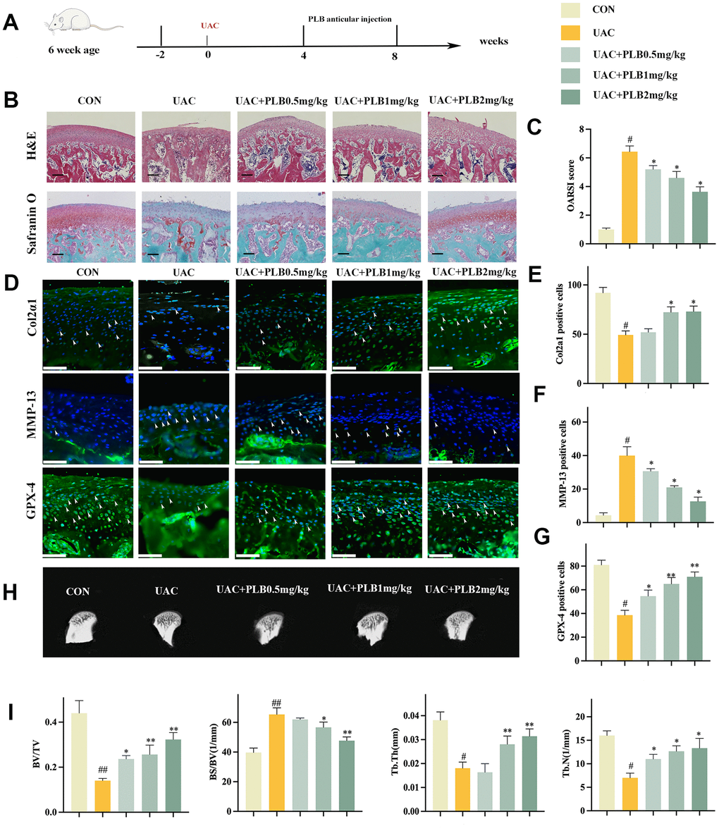 PLB alleviated TMJOA progression and cartilage degeneration in the rat UAC model. (A) Schematic model of the time course for establishment of UAC model of TMJOA rat treated with PLB by articular injection. (B) Representative H&E and Safranin O/fast green staining of control and UAC-induced TMJOA rat treated with/without different PLB (0.5, 1, 2 mg/kg). Scale bars, 200 μm. (C) Osteoarthritis Research Society International (OARSI) score evaluated based on Safranin O/fast green staining. n = 3. (D) Representative immunofluorescence staining of Col2α1, MMP-13 and GPX-4. Arrow heads indicated positive cells. n = 3. Scale bars, 50 μm. (E–G) Quantitative analysis of immunofluorescence staining of Col2α1, MMP-13 and GPX-4. (H) Representative Micro-CT of control and UAC-induced TMJOA rat treated with/without PLB. (I) Quantitative analysis of subchondral bone parameters of control and UAC-induced TMJOA rat treated with/without PLB. (All quantified data are shown as mean ± SEM; #p 