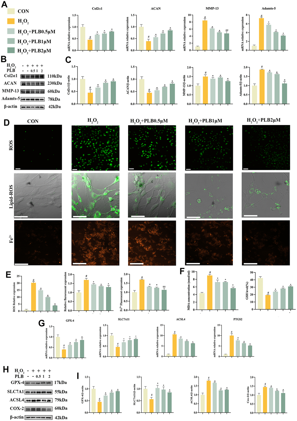 PLB suppressed H2O2-induced catabolism and ferroptosis of chondrocytes. (A) Quantitative qRT-PCR of the gene expression Col2α1, ACAN, MMP-13 and Adamts-5 under PLB (0.5, 1, 2 μM) and H2O2 (500 μM) cultured conditions treatment. (B) Western blot analyses of Col2α1, ACAN, MMP-13 and Adamts-5 under PLB and H2O2 cultured conditions treatment. (C) Quantitative western blot of Col2α1, ACAN, MMP-13 and Adamts-5 under PLB and H2O2 cultured conditions treatment. n = 3. (D) Representative ROS, Lipid-ROS and Fe2+ fluorescence detection under PLB and H2O2 cultured conditions treatment. (E) Quantitative analysis of ROS, Fe2+, Lipid-ROS under PLB and H2O2 cultured conditions treatment. ROS and Fe2+: Scale bars, 50 μm. Lipid-ROS: Scale bars, 100 μm. (F) Quantitative analysis of MDA and GSH under PLB and H2O2 cultured conditions treatment. (G) Quantitative qRT-PCR of the gene expression and (H) western blot analyses of GPX-4, SLC7A11, ACSL4 and COX-2 under PLB and H2O2 cultured conditions treatment. (I) Quantitative western blot of GPX-4, SLC7A11, ACSL4 and COX-2 under PLB and H2O2 cultured conditions treatment. n = 3. (All quantified data are shown as mean ± SEM; #p 2O2, *: H2O2 vs PLB+ H2O2).