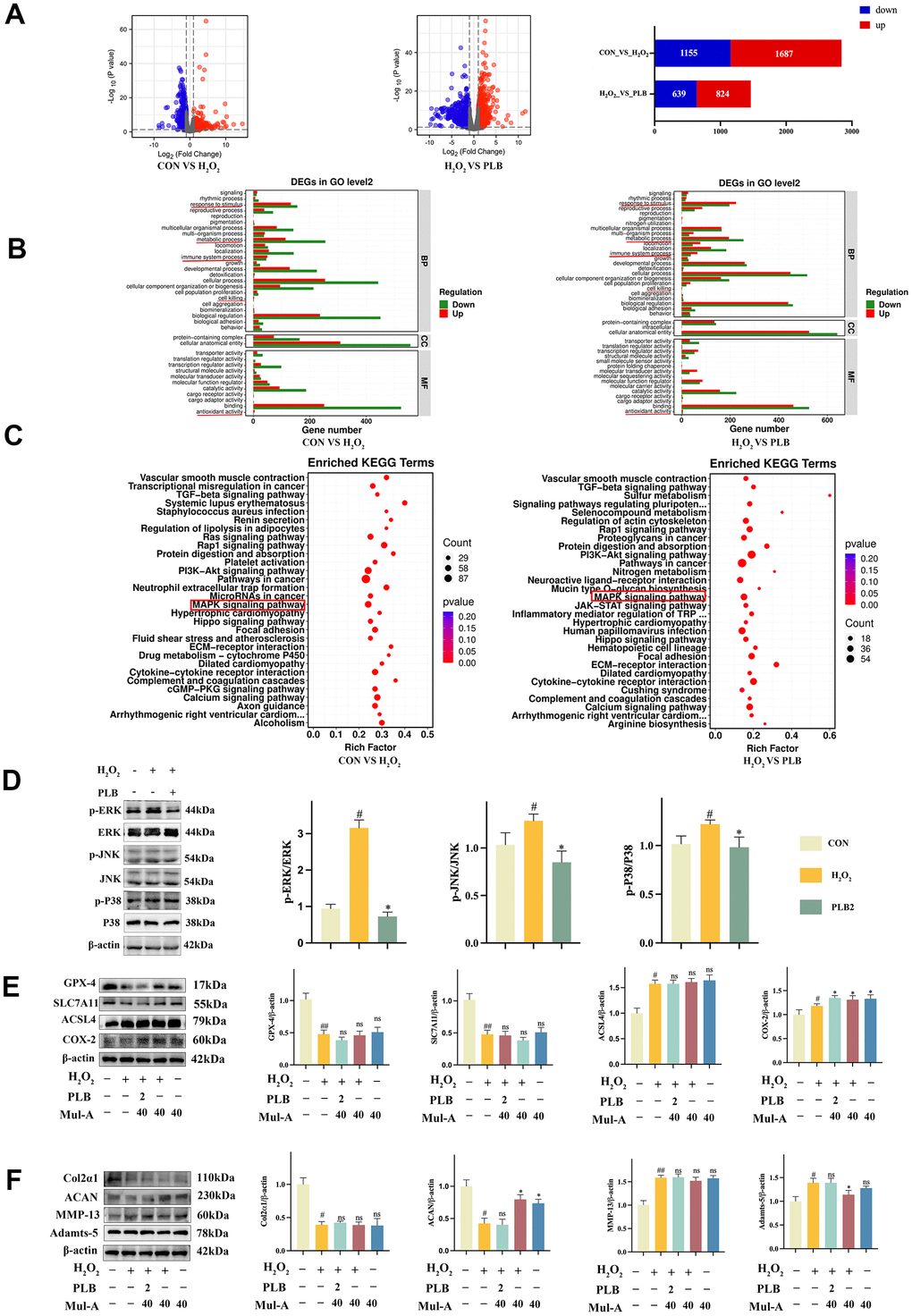 PLB regulated ferroptosis by inhibiting chondrocytes catabolism via MAPK pathways. (A) The changes of mRNA expression were shown on volcano charts and bar chart. (B) The GO analysis. (C) The KEGG analysis. (D) Western blot analyses of ERK, p-ERK, JNK, p-JNK, P38 and p-P38 under PLB (2 μM) and H2O2 (500 μM) cultured conditions treatment and quantification. n = 3. (E) Western blot analyses of GPX-4, SLC7A11, ACSL4 and COX-2 under PLB, H2O2 and Mul-A cultured conditions treatment. (F) Quantitative western blot of Col2α1, ACAN, MMP-13 and Adamts-5 under PLB and H2O2 cultured conditions treatment. n = 3 (All quantified data are shown as mean ± SEM; #p 2O2, *: H2O2 vs PLB+ H2O2).