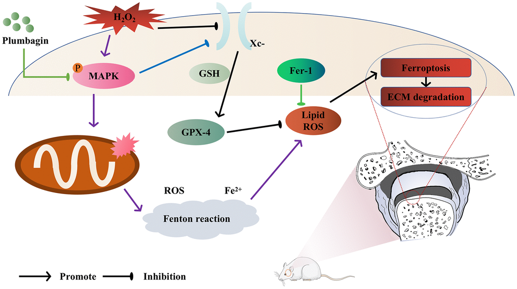 Model of PLB ameliorates TMJOA progression by inhibiting chondrocytes ferroptosis in MAPK pathways.