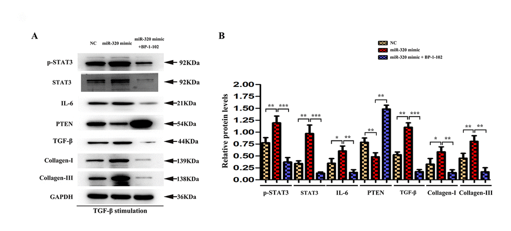 STAT3 was involved in miR-320 mimics-induced development of cardiac hypertrophy and fibrosis. (A) Western blots revealed that BP-1-102 significantly reversed the up-regulated STAT3, p-STAT3, type I and type III collagen, IL6, TGF-β, and down-regulated PTEN. (B) The quantitative analysis illustrated that inhibitor BP-1-102 exposure blunted the up-regulated type I and III collagen, IL6, TGF-β, p-STAT3, and STAT3 expression and enhanced the down-regulated PTEN expression in fibroblasts transfected with miR-320 mimic by BP-1-102. P 