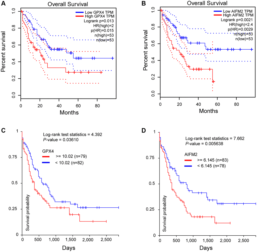 The prognostic significance of GPX4 and AIFM2 in AML patients. (A, B) were analyzed in the GEPIA database, and (C, D) were obtained via the UCSC Xena platform.