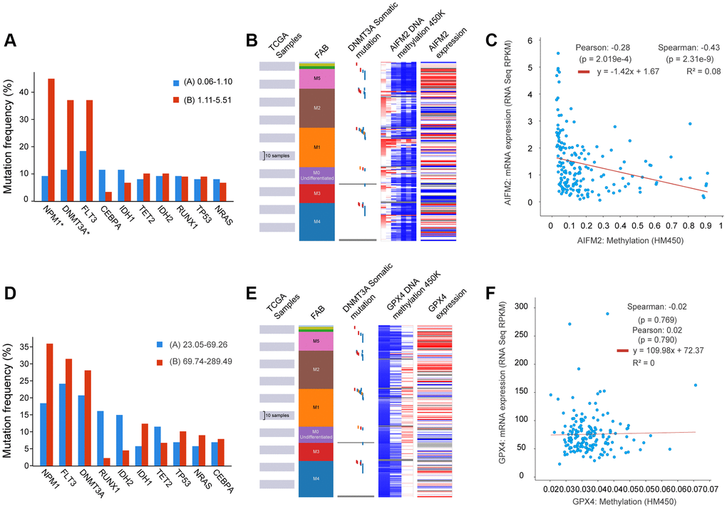 The relationship between AIFM2 expression and the mutation frequency of related genes, including NPM1, DNMT3A, FLT3, IDH1, and IDH2 (A). Methylation at the DNA promoters of AIFM2 in the FAB subtype (B). The correlation of AIFM2 expression levels and methylation (C). The relationship between GPX4 expression and the mutation frequency of related genes, including NPM1, DNMT3A, FLT3, IDH1, and IDH2 (D). Methylation at the DNA promoters of GPX4 in the FAB subtype (E). The correlation of GPX4 expression levels and methylation (F).