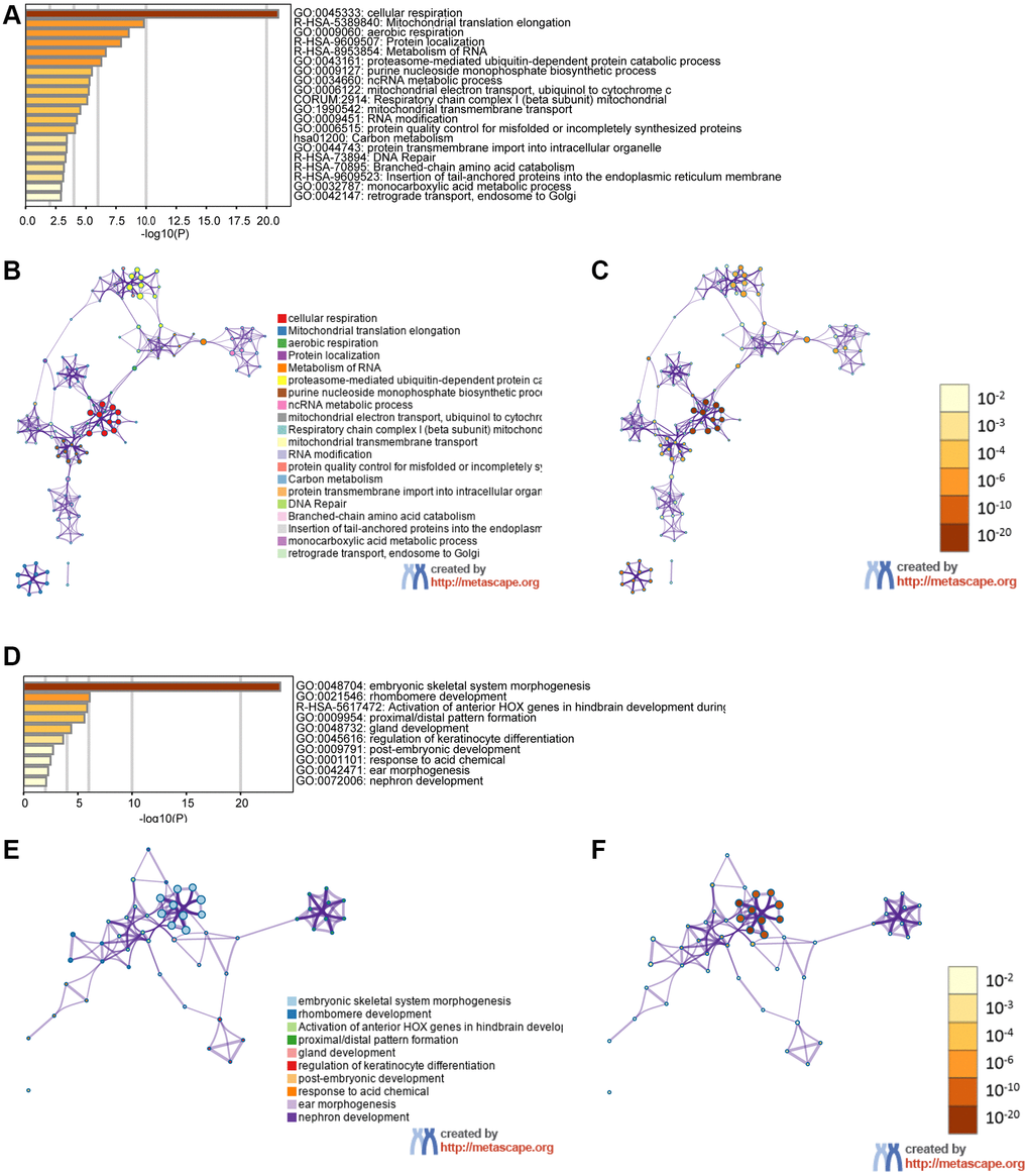 The functions of the GPX4 and AIFM2 genes and the variant genes significantly associated with GPX4 and AIFM2. Heat map of the GO and KEGG enriched terms colored by P-values. (A) GPX4-related genes enriched. (B) Network of GO and KEGG enriched terms for GPX4 colored by cluster. (C) Network of GO and KEGG enriched terms for GPX4 colored by P-value. (D) AIFM2-related genes enriched. (E) Network of GO and KEGG enriched terms for AIFM2 colored by cluster. (F) Network of GO and KEGG enriched terms for AIFM2 colored by P-value.
