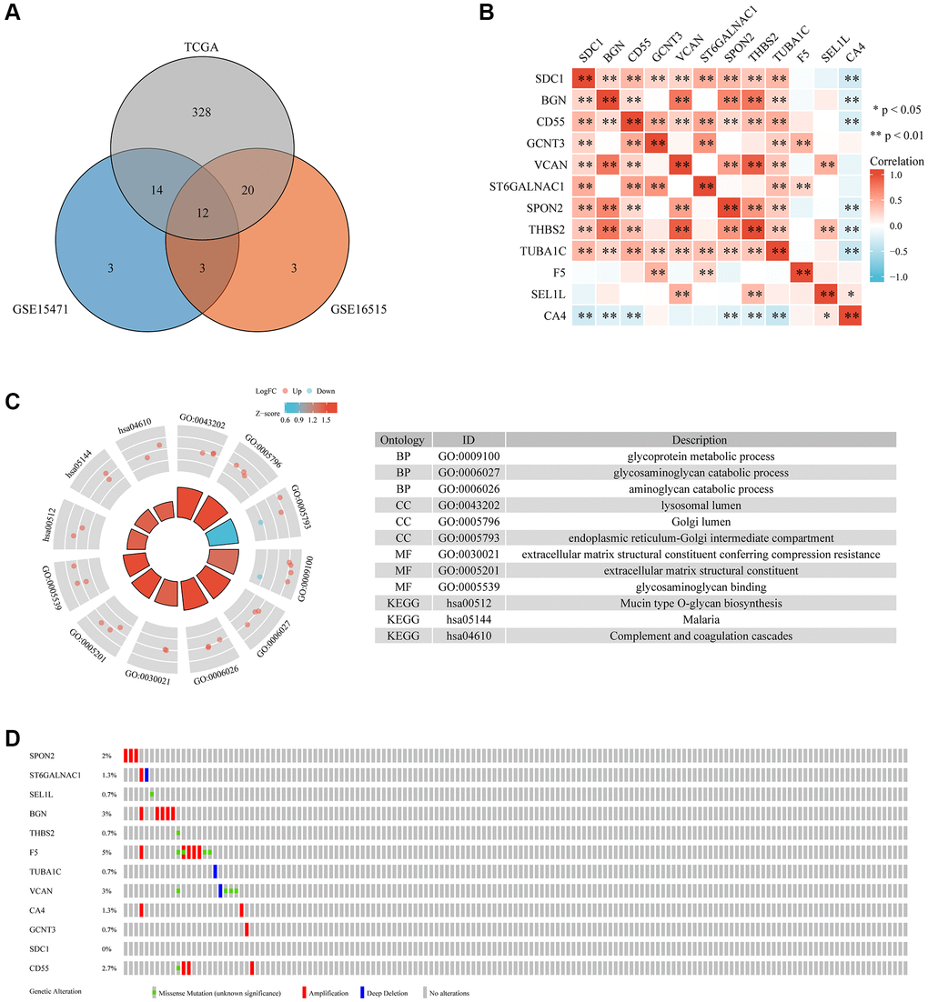 The differential expression, interaction, functional enrichment, and mutant landscape analysis of GRGs in PC. (A) Genes differentially expressed between TCGA and GEO. (B) A heatmap showing the correlations between 12 GRGs. (C) GO and KEGG analysis of 12 GRGs in PC. (D) Mutant landscape of 12 GRGs.