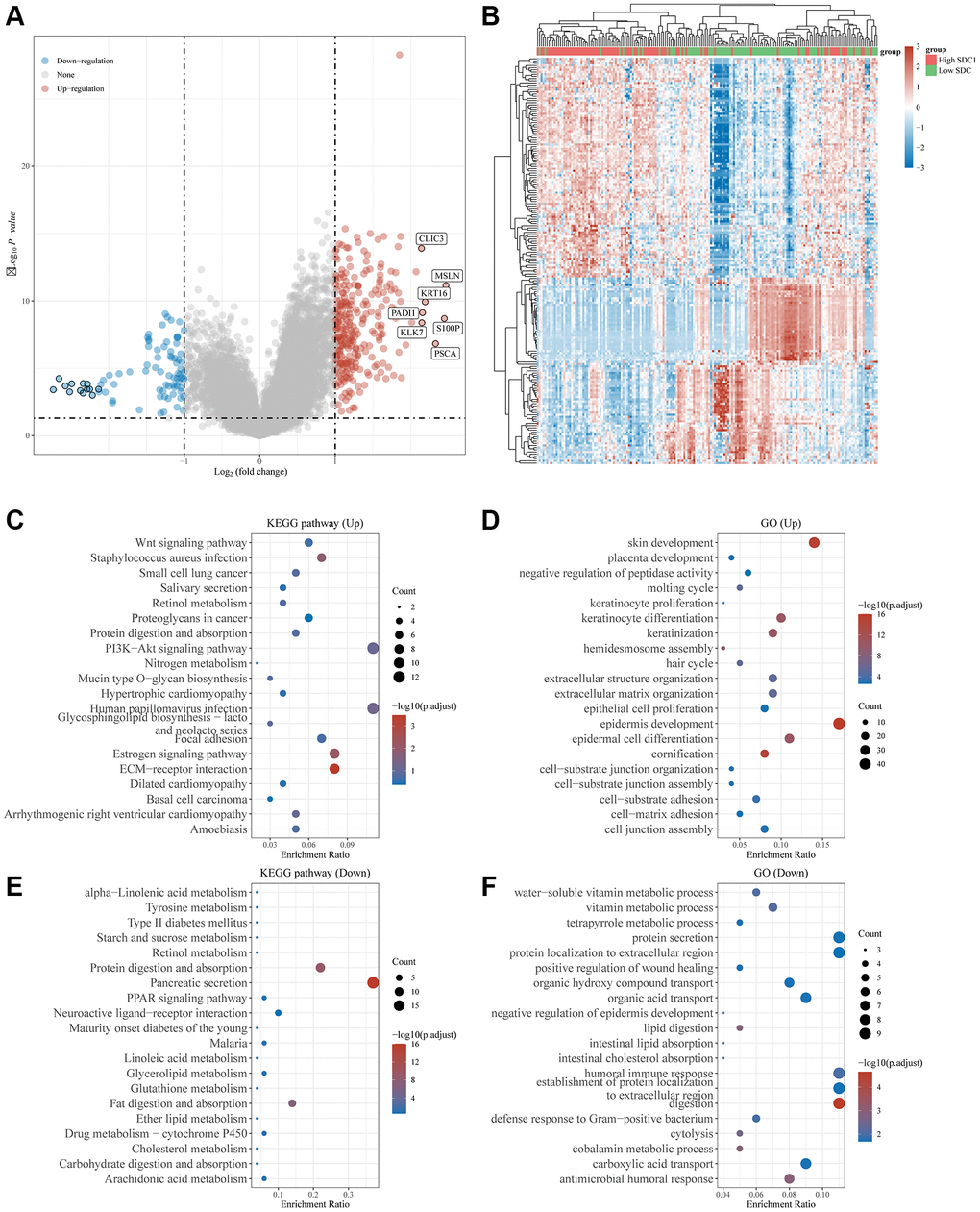 Differential expression and enrichment analysis of high and low SDC1 expression groups. (A) Volcano plots show the differential gene expression between SDC1 high expression and SDC1 low expression groups using fold-change values and adjusted p-values. (B) Heatmap showing differential gene expression (only 50 genes were displayed due to a large number of genes). (C–F) KEGG and GO analyses revealed the signaling pathways associated with up-regulated and down-regulated genes in the SDC1 high/low expressed groups. An enriched pathway is considered when p 