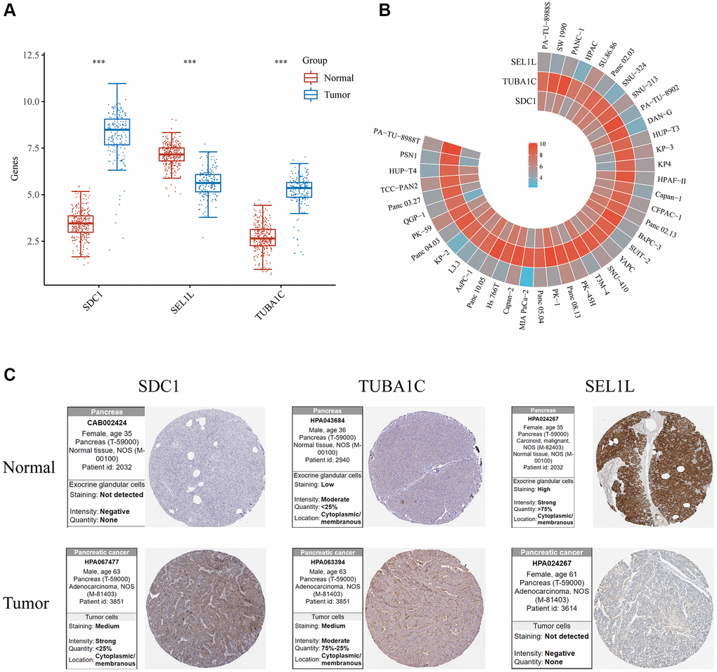 Validation of the mRNA/protein expression levels of SDC1/SEL1L/TUBA1C in vitro and in vivo. (A) The mRNA expression levels of SDC1/SEL1L/TUBA1C of PC and normal pancreas in TCGA database. (B) The mRNA expression levels of SDC1/SEL1L/TUBA1C of PC cell lines in the CCLE database. (C) The protein expression levels of SDC1/SEL1L/TUBA1C of PC and normal pancreas in the HPA database.