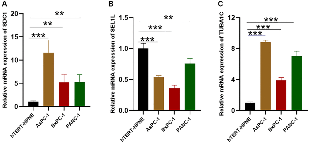 The expression of the glycosylation-related signature in cell lines. (A–C) qRT-PCR results of the glycosylation-related signature in PC cell lines (AsPC-1, BxPC-3, PANC-1) and control cell lines (hTERT-HPNE). *p **p ***p 