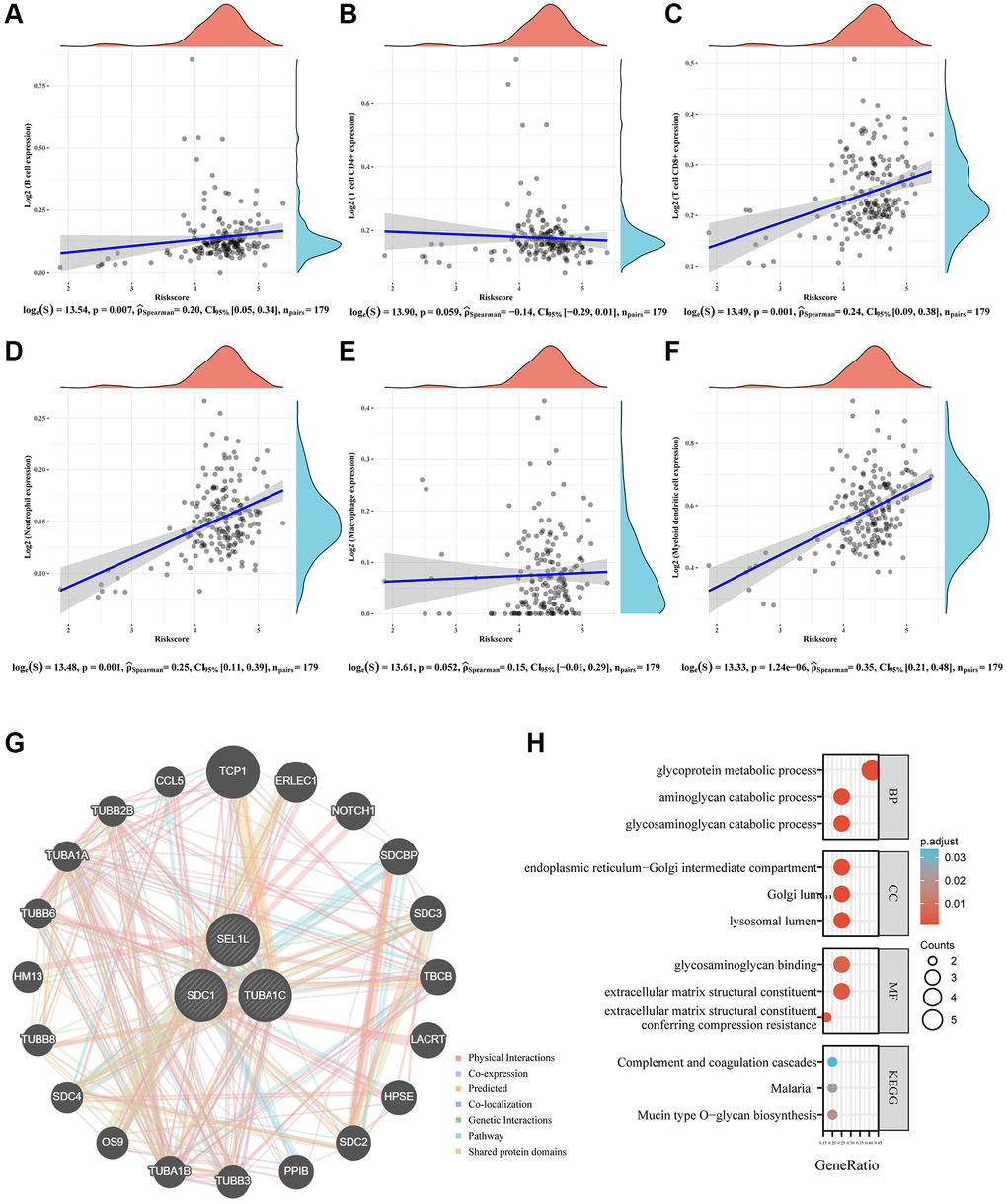 Immune status and biological functions of glycosylation-related signature. (A–F) The relationship between the abundance of six kinds of immune cells (B cells, CD4+T cell, CD8+T cell, neutrophil, macrophage, and dendritic cell) and the risk score of the glycosylation-related signature. (G) A regulatory network consisting of eight genes and 20 potential binding proteins was constructed using the GeneMANIA database. (H) GO and KEGG analyses for 28 genes.