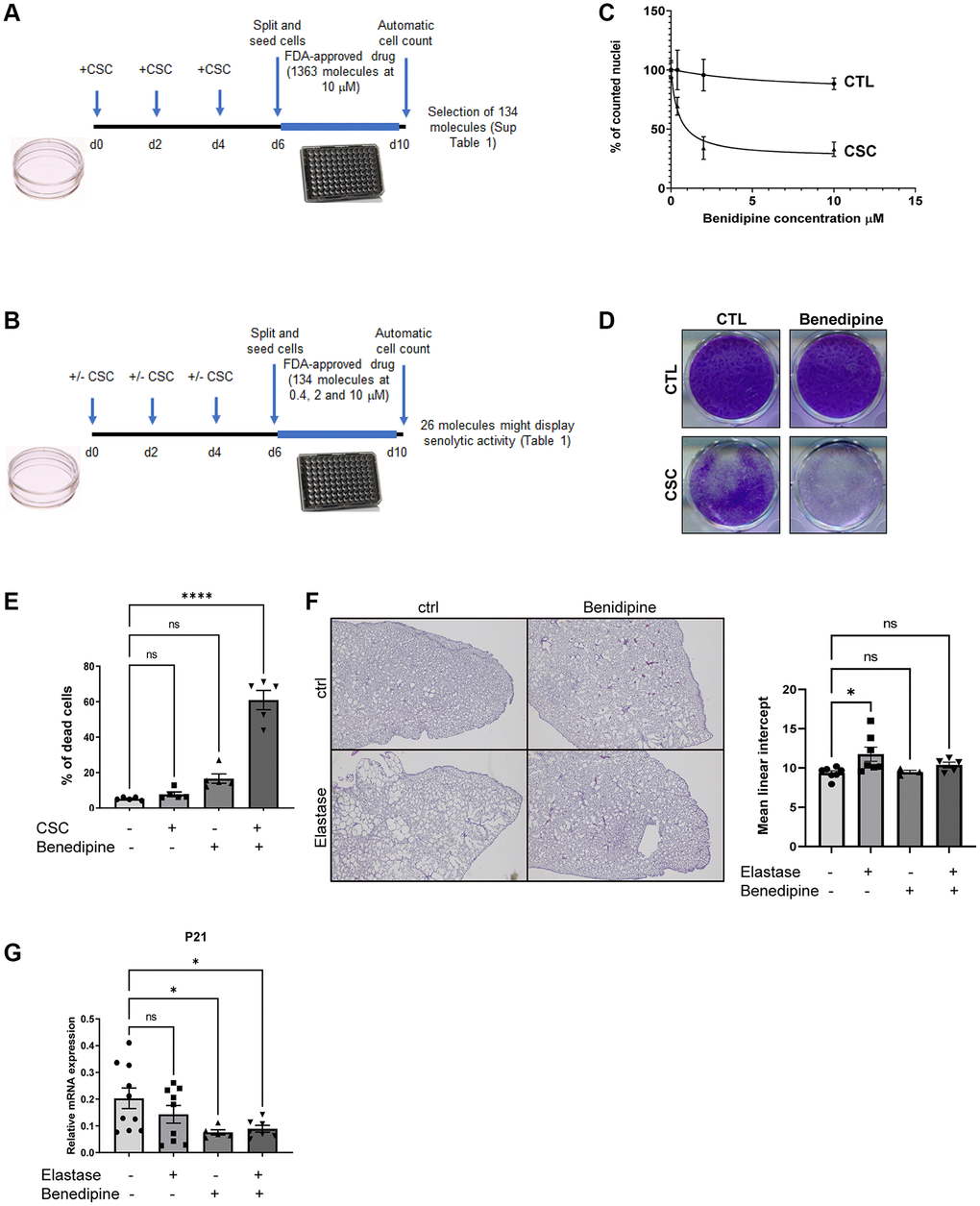 Identification of CaV blockers as a potential new class of senolytics. (A) Schematic representation of the experimental strategy used to identify molecules able to decrease the quantity of CSC-induced senescent cells. (B) Summary of the procedure used to validate which molecules among the 26 identified in (A) display senolytic activity on CSC-induced senescent cells. (C) Dose response curve of CaV blocker Benidipine senolytic activity. X axis shows Benedipine contrations used, y axis shows pourcentage of cell count relative to control DMSO treated cells (% of counted nuclei) (mean ± SEM). (D) After paraformaldehyde fixation, cells were crystal violet stained to visualize cell density. (E) Cells were collected, incubated with trypan blue before being counted. The percentage of dying cells (trypan blue-positive) is shown. (mean ± SEM, One-way ANOVA statistical test, n = 5). (F) Mice were treated once with elastase or vehicle and five time a week with Benidipine or vehicle. Three weeks after elastase injection, lungs were fixed, embedded and slides stained by hematoxylin/eosin. The left panel shows representative images of lungs for each experimental condition. The right panel shows quantification of emphysema by calculating the mean linear intercept. (mean ± SEM, One-way ANOVA statistical test, ctrl: n = 7; elastase: n = 7; Benidipine: n = 3; elastase + Benidipine: n = 5). (G) RT-qPCR results performed on RNA samples extracted from lungs of mice treated or not with Elastase and/or Benedipine. *p ****p 