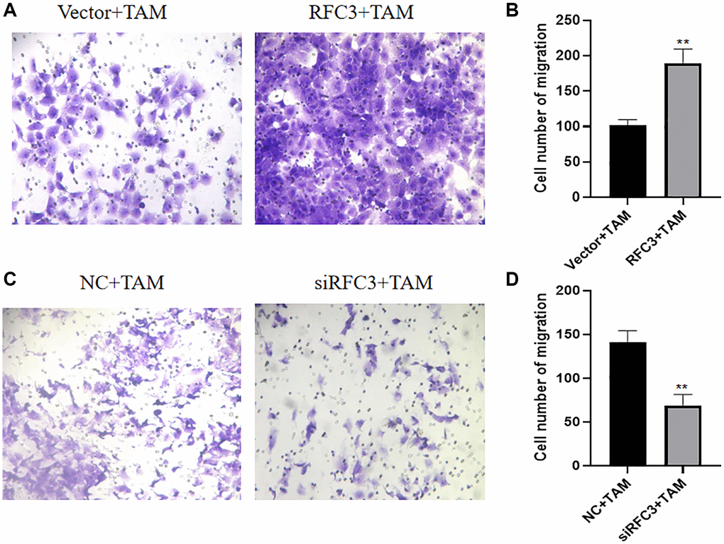 RFC3 affects the migration of TAM-resistant cells in ER-positive breast cancer. (A, B) Transwell assay showed a significant increase in the number of putative cells in the MCF-7 group with RFC3 overexpression compared to the control group. (C, D) Transwell experiments showed that the number of effaced cells was significantly reduced in the MCF-7R group with RFC3 knockdown compared to the control group.