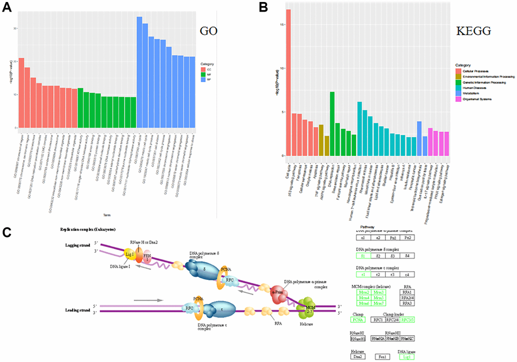 MCF-7-like organ transcriptome sequencing analysis functional analysis of GO and KEGG. (A) GO functional enrichment analyses of biological processes involved in breast cancer cellular process alterations in multiple ways, with the cell cycle approach in biological processes being the most significant. (B) The KEGG enrichment pathway is involved in multiple pathways in extracellular matrix-associated cellular process alterations, most notably through the cell cycle approach. (C) The RFC3, RFC5 and PCNA genes of the KEGG pathway are involved in the cell cycle through deoxyribonucleic acid replication.