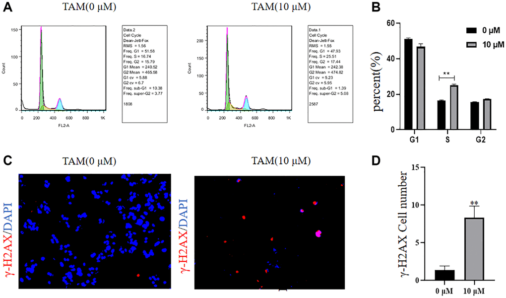 Effects of different concentrations of tamoxifen on the MCF-7 cell cycle and γ-H2AX. (A, B) The cell cycle of MCF-7 cells at a tamoxifen concentration of 10 μM was significantly increased by flow cytometric cell cycle assay compared to the proportion of S-phase of MCF-7 cells at a tamoxifen concentration of 0 μM. (C, D) IF detected that the γ-H2AX protein expression level of MCF-7 cells treated with 10 μM tamoxifen was significantly higher than that of MCF-7 cells treated with 0 μM tamoxifen.