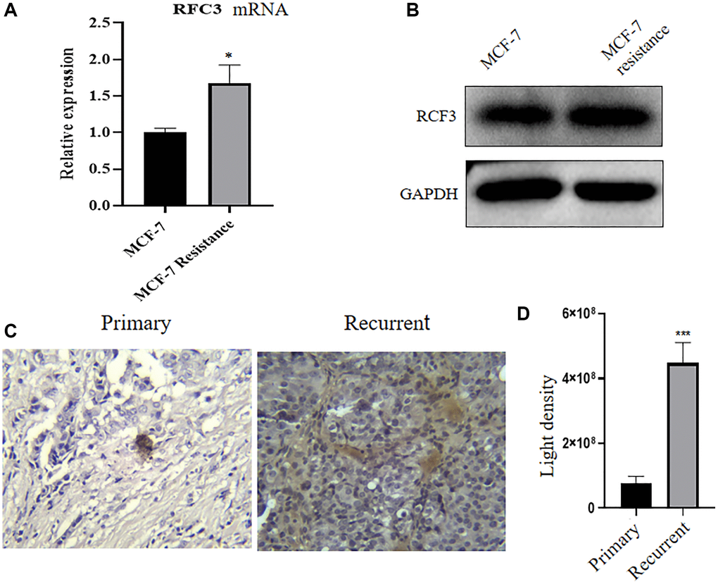 RFC3 expression is upregulated in tamoxifen-resistant ER-positive breast cancer strains. (A) qPCR results showed that RFC3 mRNA expression was upregulated in MCF-7R tamoxifen-resistant cells. (B) WB results showed that RFC3 protein was upregulated in MCF-7R tamoxifen-resistant cells. (C, D) IHC results showed that RFC3 protein expression was upregulated in pathological tissues of patients with relapse of endocrine therapy.