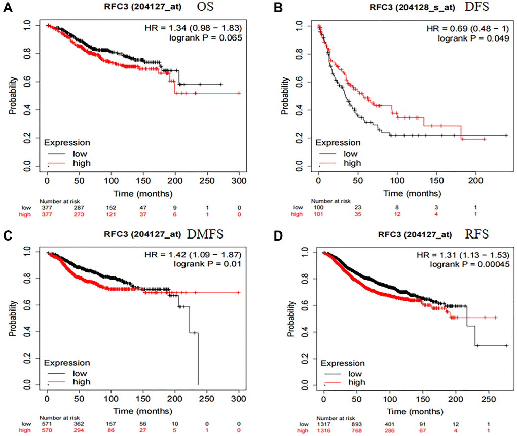 RFC3 expression had an unfavorable effect on patients with ER-positive breast cancer. (A) RFC3 expression had no effect on the OS of ER-positive patients. (B) Patients with high expression of RFC3 in ER-positive breast cancer had worse DFS. (C) Patients with high expression of RFC3 in ER-positive breast cancer had worse DMFS. (D) Patients with high expression of RFC3 in ER-positive breast cancer had worse RFS.