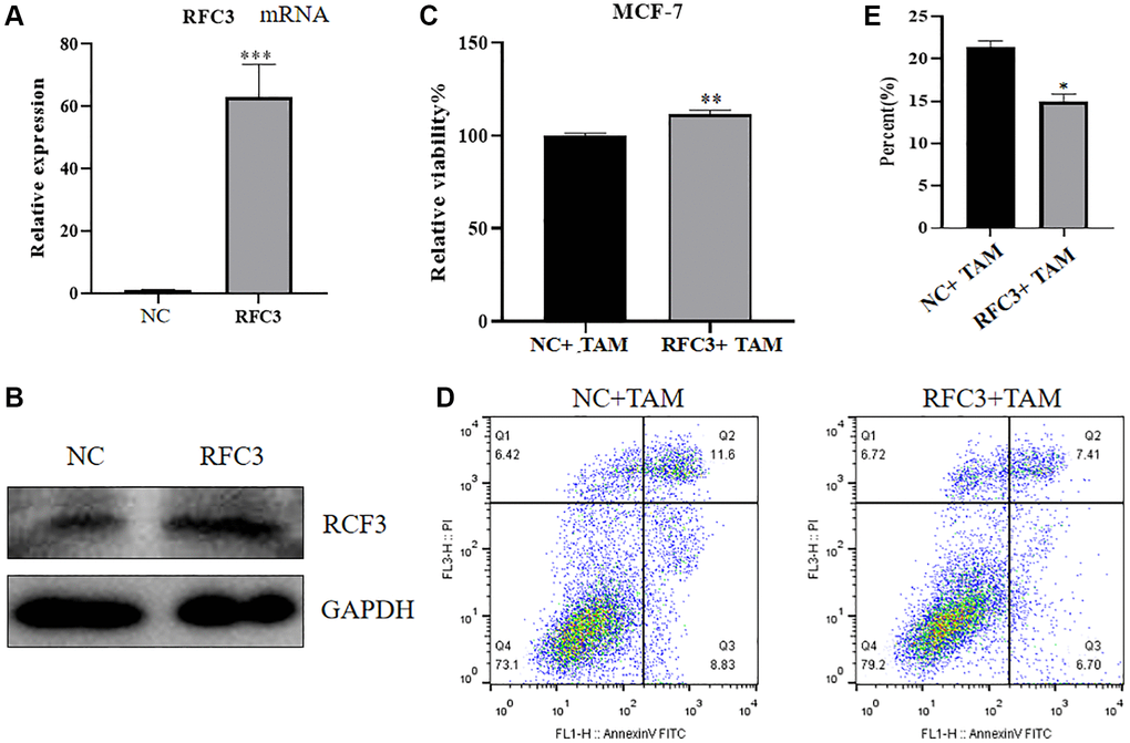 Effect of RFC3 overexpression on MCF-7 cells. (A) qPCR assay showed that RFC3 mRNA expression was significantly increased in MCF-7 cells overexpressing RFC3 compared to the control group. (B) WB assay showed that RFC3 protein expression was significantly increased in RFC3-overexpressing MCF-7 cells compared with the control group. (C) CCK-8 assay showed that the proliferation rate of RFC3-overexpressing MCF-7 cells was significantly increased after TAM treatment compared to the control group. (D, E) Flow cytometry apoptosis assay showed that apoptosis was significantly reduced in RFC3-overexpressing MCF-7 cells after TAM treatment compared to the control group.