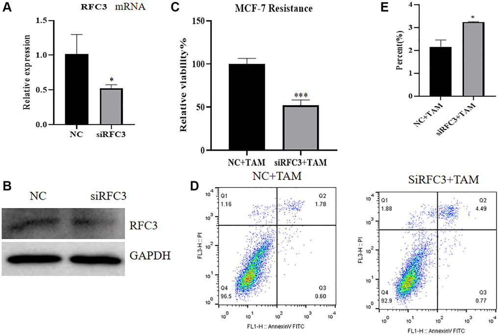 Effect of RFC3 knockdown on MCF-7R cells. (A) qPCR assay showed that RFC3 mRNA expression was significantly reduced in MCF-7R cells with knockdown of RFC3 compared to the control group. (B) WB assay showed that RFC3 protein expression was significantly reduced in MCF-7R cells with RFC3 knockdown compared to control cells. (C) CCK-8 assay showed that the proliferation rate of RFC3-knockdown MCF-7R cells treated with TAM was significantly reduced compared with the control group. (D, E) Flow cytometry apoptosis assay showed that apoptosis was significantly increased in MCF-7R cells with RFC3 knockdown after TAM treatment compared to the control group.