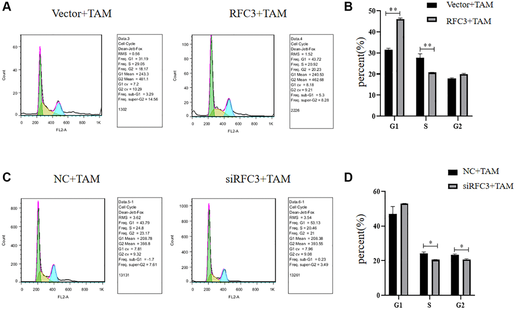 Cell cycle of RFC3-overexpressing MCF-7 cells and MCF-7R cells with RFC3 knockdown. (A, B) Flow cytometry experiments showed that the proportion of MCF-7 cells with RFC3 overexpression decreased in S-phase and increased in G1-phase, and cell cycle inhibition was reduced in TAM-treated MCF-7R cells compared with the control group. (C, D) Flow cytometry experiments showed that the proportion of MCF-7R cells with knockdown of RFC3 decreased in S-phase, decreased in G2-phase, and enhanced cell cycle inhibition after TAM treatment compared with the control group.