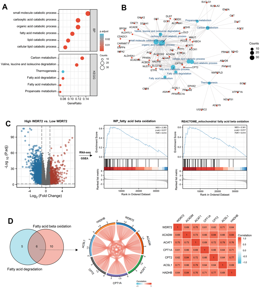 Functional analyses of WDR72 in ccRCC. (A) The GO & KEGG analysis and (B) molecular network of 296 positively correlated genes with WDR72 (Spearman corr. >0.6, PC) GSEA analysis on High WDR72 vs. Low WDR72 ccRCC tumor tissues in TCGA database. GSEA enrichment plot showing for WP