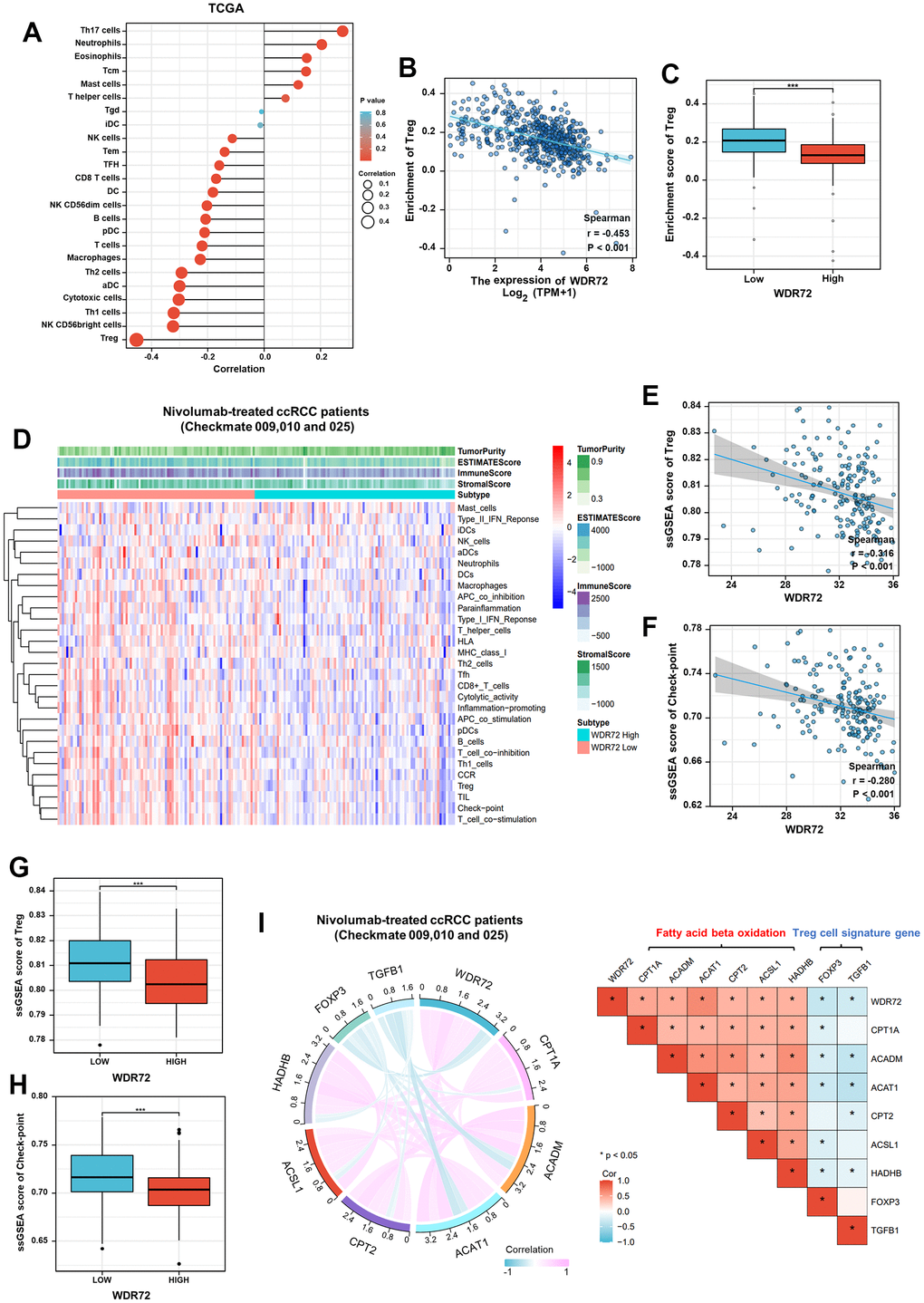 Immune-related analysis of WDR72 in TCGA and Nivolumab-treated ccRCC cohorts. (A) The correlation between WDR72 expression and infiltration level of immune cells in ccRCC from TCGA database. (B) The scatterplot showing Spearman correlation between WDR72 expression and the ssGSEA score of Treg cell in ccRCC from TCGA database. (C) Comparison of the ssGSEA scores of Treg cell between the WDR72-high and WDR72-low groups in TCGA dataset. (D) Heatmap of the ssGSEA scores integrating the tumor purity, ESTIMATE score, immune score, and stromal score of each sample between the WDR72-high and WDR72-low groups in Nivolumab-treated ccRCC patients from Checkmate 009, 010 and 025. The scatterplot showing Spearman correlation between WDR72 expression and the ssGSEA score of (E) Treg cell or (F) check-point in Nivolumab-treated ccRCC patients. Comparison of the ssGSEA scores of (G) Treg cell and (H) check-point between the WDR72-high and WDR72-low groups in Nivolumab-treated ccRCC patients. (I) Correlation analyses among WDR72, pivotal genes of fatty acid beta oxidation, and Treg cell signature genes in Nivolumab-treated ccRCC patients. Abbreviations: Treg cell, Regulatory T cell; ssGSEA, single sample Gene Set Enrichment Analysis. * P 