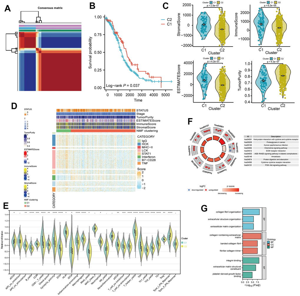 Non-negative matrix factorization (NMF) subtyping of the training set and functional analysis. (A) Consensus plot showing the classification of patients into two clusters (C1 and C2) using NMF analysis. (B) Kaplan-Meier survival curve comparing the two clusters (C1 and C2). (C) Comparison of StromalScore, ImmuneScore, and ESTIMATEScore of C1 and C2. (D) Heatmap of the two clusters with respect to immune inflammation. (E) Enrichment scores of 29 immune cells in the two clusters. (F) Kyoto Encyclopedia of Genes and Genomes (KEGG) pathway analysis of differentially expressed genes between the two clusters. (G) Gene Ontology (GO) analysis results, classifying the genes into Biological Process (BP), Cellular Component (CC), or Molecular Function (MF) categories.