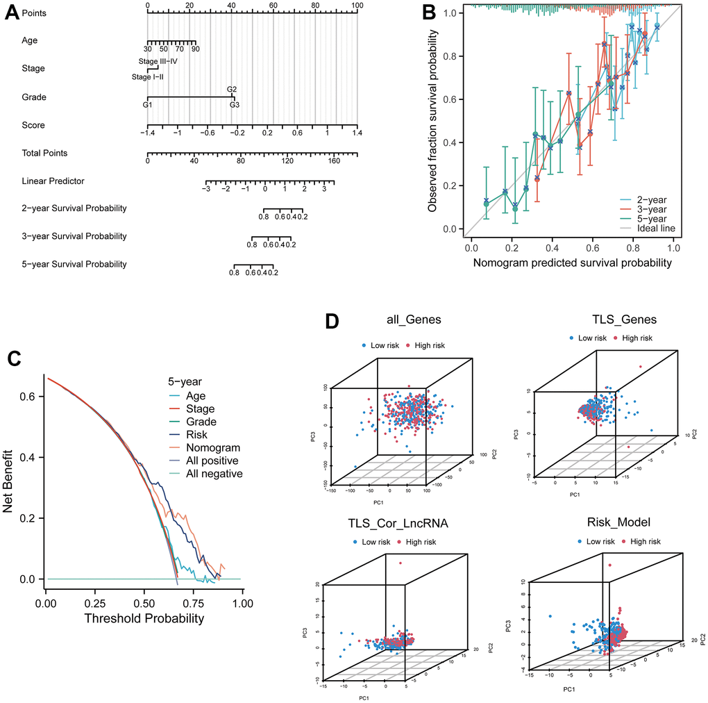 Prognostic model based on four related genes and clinical pathological factors. (A) Nomogram combining the expression of CXCL9, CXCL10, CXCL11, and CXCL13 genes and independent clinical risk factors (age and pathological stage). (B) Calibration plot for the nomogram, showing good agreement between predicted and observed results. (C) Decision curve analysis (DCA) curve comparing the established ovarian cancer (OV) nomogram and classical TNM tumor staging. (D) Three-dimensional principal component analysis plots for all genes, TLS genes, TLS-related LncRNA genes, and model Lnc, showing improved separation.