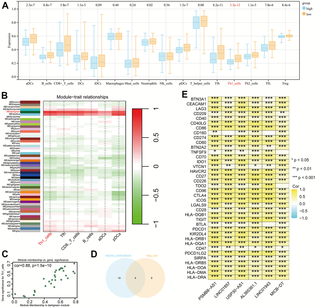 Differential immune cells between high and low-risk groups and Th1-related LncRNAs. (A) Most significant difference in Th1