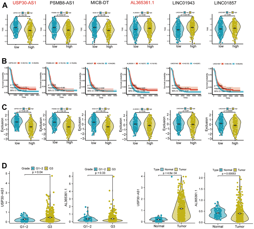 Differential expression and functional analysis of the six Th1-related genes. (A) Tumor immune dysfunction and exclusion (TIDE) score analysis showing significant differential expression of USP30-AS1, PSMB8-AS1, MICB-DT, AL365361.1, and LINC01943 genes in tumors, while the score of LINC01857 is not significant. (B) Survival probability analysis showing a significant difference in the expression of the USP30-AS1 gene. (C) Exclusion analysis showing significant expressions of USP30-AS1, PSMB8-AS1, MICB-DT, AL365361.1, and LINC01857 genes. (D) Grade and type grouping analysis revealing significant differences in the expression of USP30-AS1 gene.