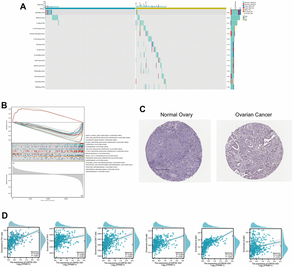 Differential expression and functional analysis of the USP30-AS1 gene in ovarian cancer. (A) Identification of 15 most significantly mutated genes in high and low expressing groups of USP30-AS1. (B) Gene Set Enrichment Analysis (GSEA) of USP30-AS1 gene in high and low expression groups. (C) Immunohistochemical images of the LRP1B gene in normal and tumor tissue from the HPA database (HPA069094). (D) Correlation analysis between USP30-AS1 gene expression and various immune cells, suggesting a potential role in immune cell infiltration regulation in ovarian cancer.