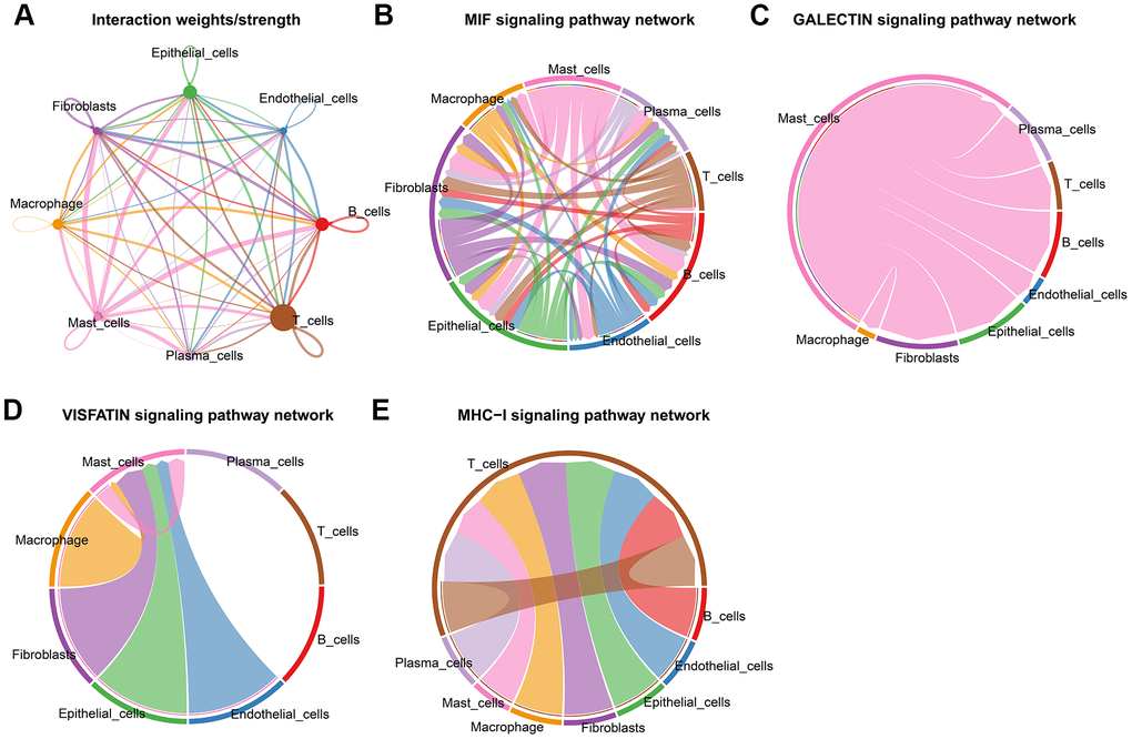 Cell-cell communications in CRC. (A) Integrated cell-cell communications network plotted by interaction weighted. (B–E) Cell-cell interaction signaling pathways.