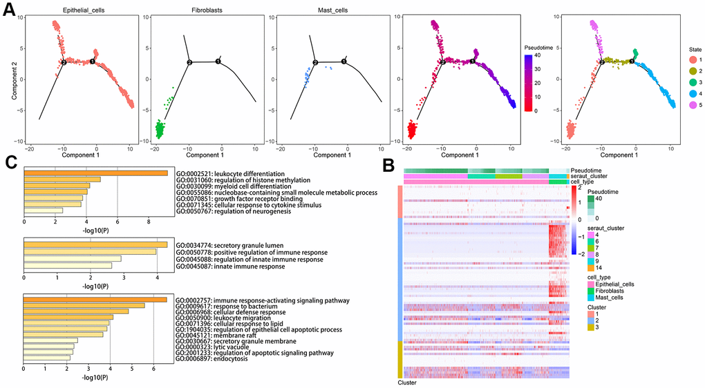 Developmental trajectory of cells in CRC. (A) Cell trajectory and pseudo-time analysis for the identified hub cell types. (B) Heatmap of gene expression profiles according to pseudotime trajectory. (C) The top annotated GO biological processes terms in each cluster were provided.